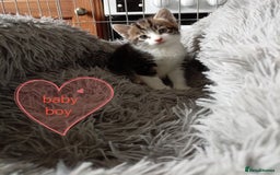 Mixed Breed cats for sale: Kittens gorgeous playful babys - Image 15