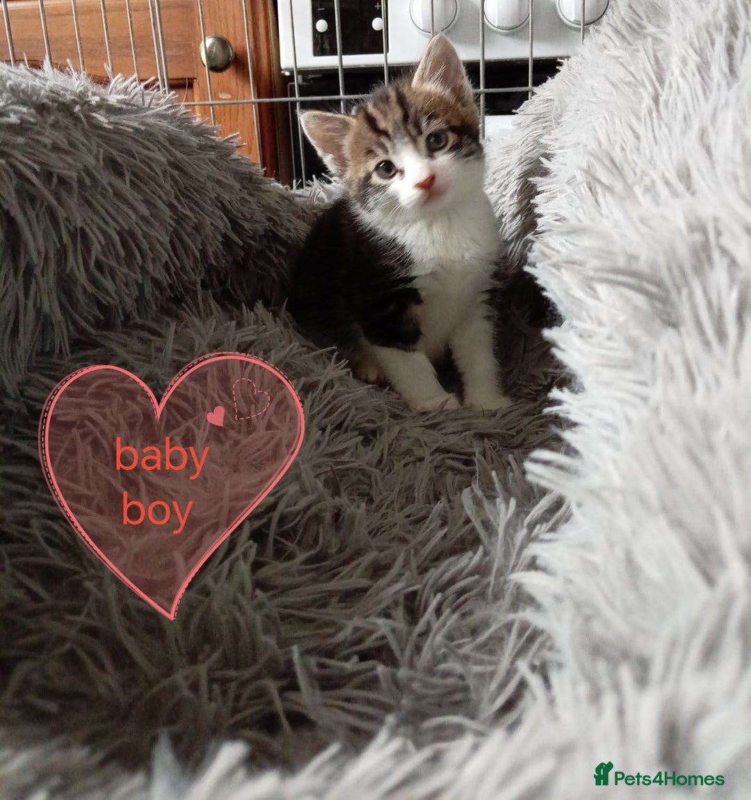 Mixed Breed cats for sale: Kittens gorgeous playful babys - Image 15