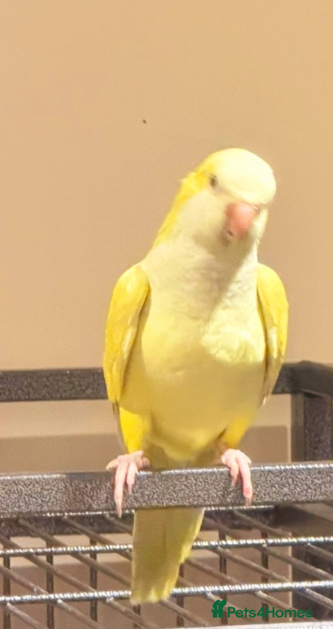 Ringnecks birds for sale: Quakers lime- blu love bird PRICE in add not free - Advert 7