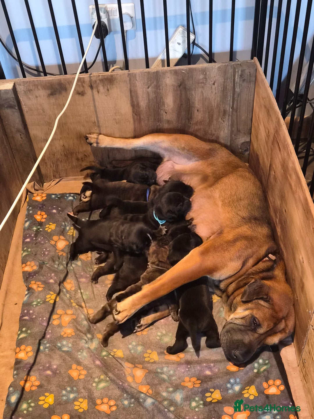 Mixed Breed dogs for sale: Beautiful Chow-Pei Puppies - Image 1