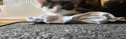Mixed Breed cats for sale: Kittens looked for new home in Ashford - Advert 3