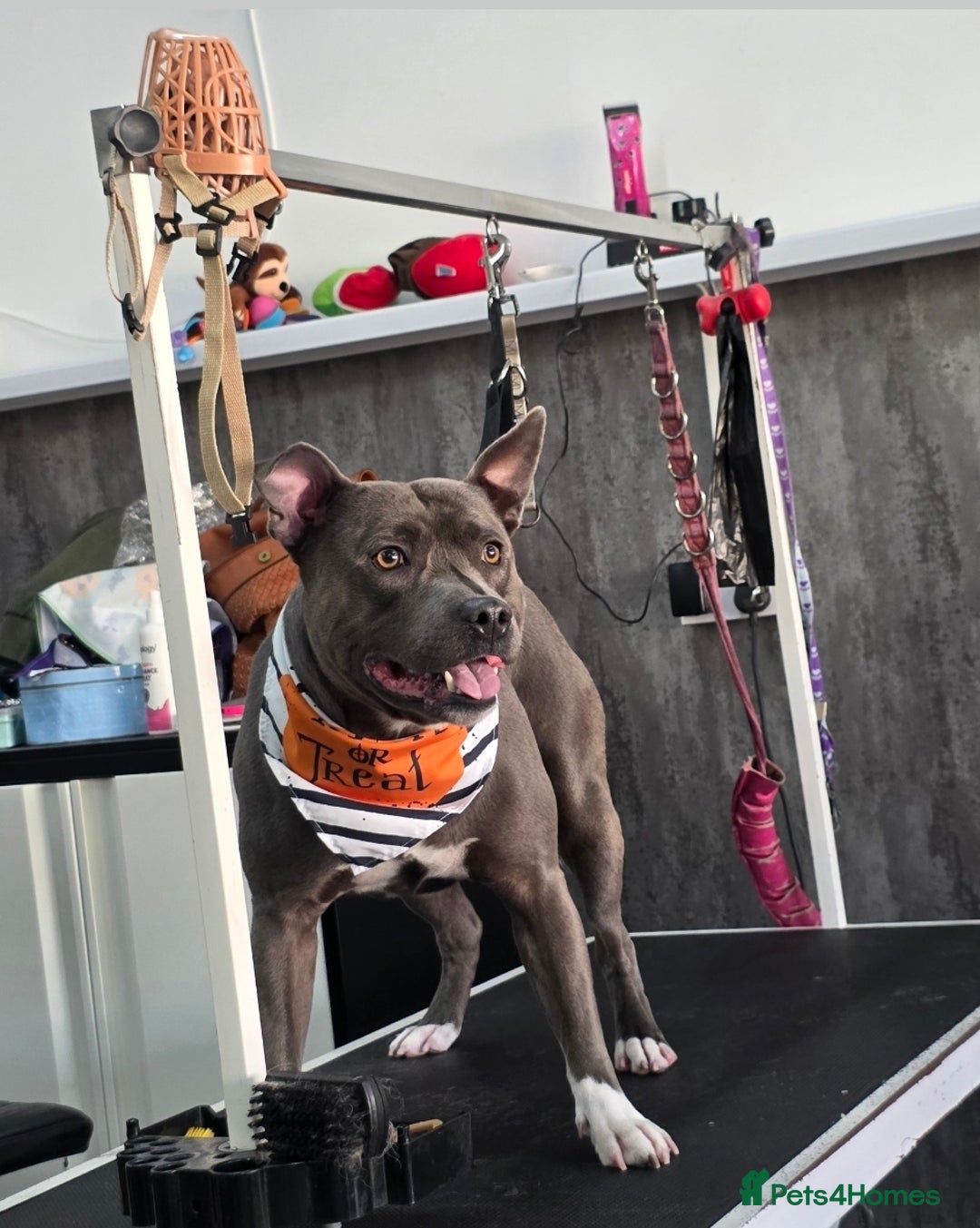 Staffordshire Bull Terrier dogs for stud: Snoopy Staffordshire Bull Terrier Blue in Basildon - Advert 6