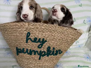 Cocker Spaniel dogs Cocker Spaniel Puppies *5 LEFT READY TO GO* - Advert 6