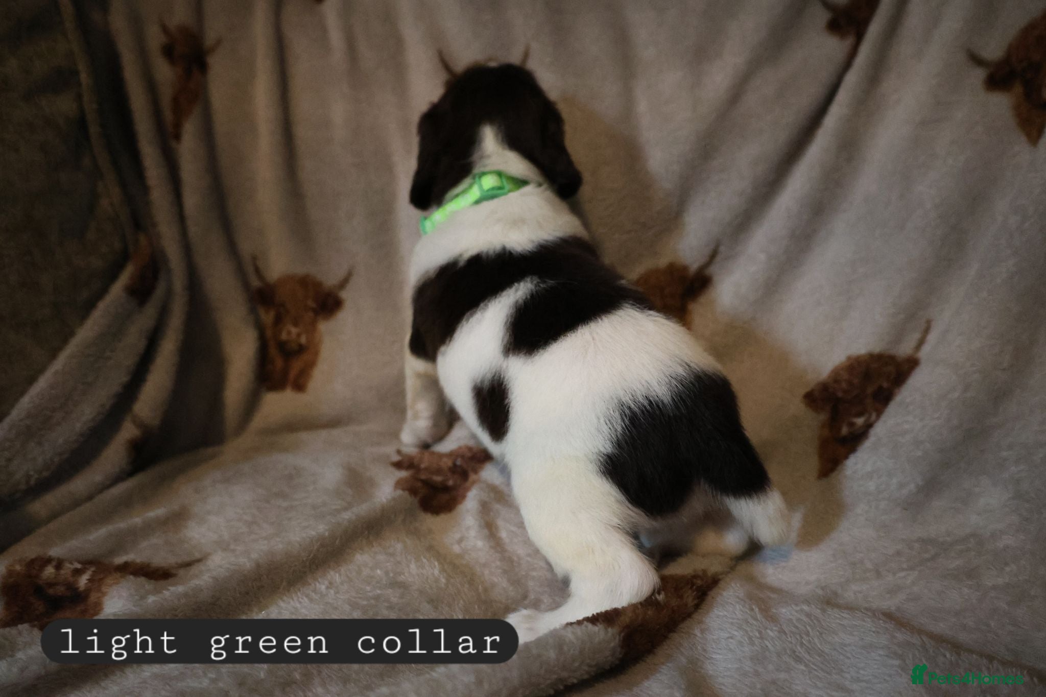 English Springer Spaniel dogs Nearly Ready To Go- English Springer Spaniel Pups - Advert 12