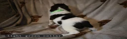 English Springer Spaniel dogs for sale: English Springer Spaniel Pups Working / House pets in Cleator Moor - Advert 15