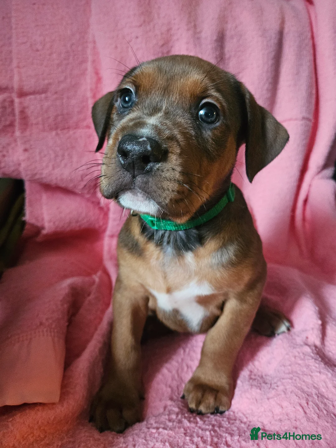 Mixed Breed dogs for sale: KC registered Rottweiler across  - Advert 7