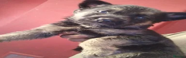 German Shepherd 5