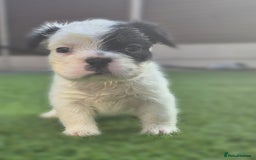 French Bulldog dogs for sale: FRENCHYS Kc from £2500 fluffy, Pink carriers - Image 19