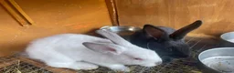 Mixed Breed rabbits for sale: New Zealand/Californian Cross - Advert 3
