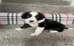 Mixed Breed dogs for sale: Cocker collie cross  - Image 16