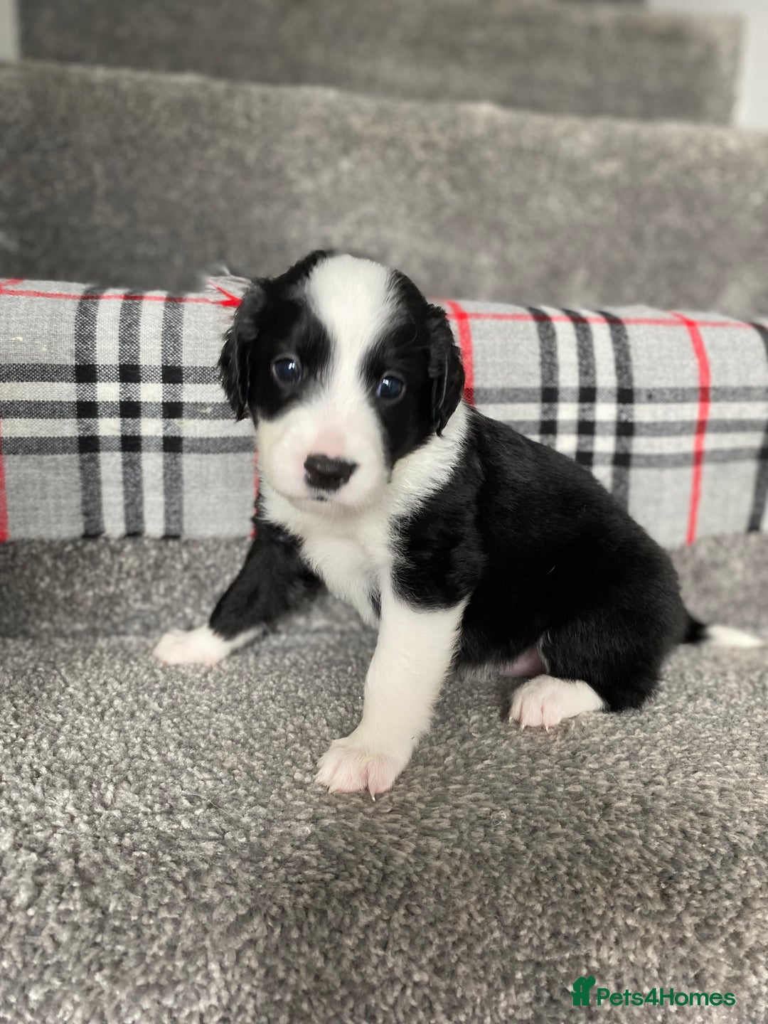 Mixed Breed dogs for sale: Cocker collie cross  - Image 16