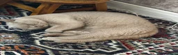 British Shorthair cats for sale: Fawn British short hair kitten six months old  in Harrow - Advert 1