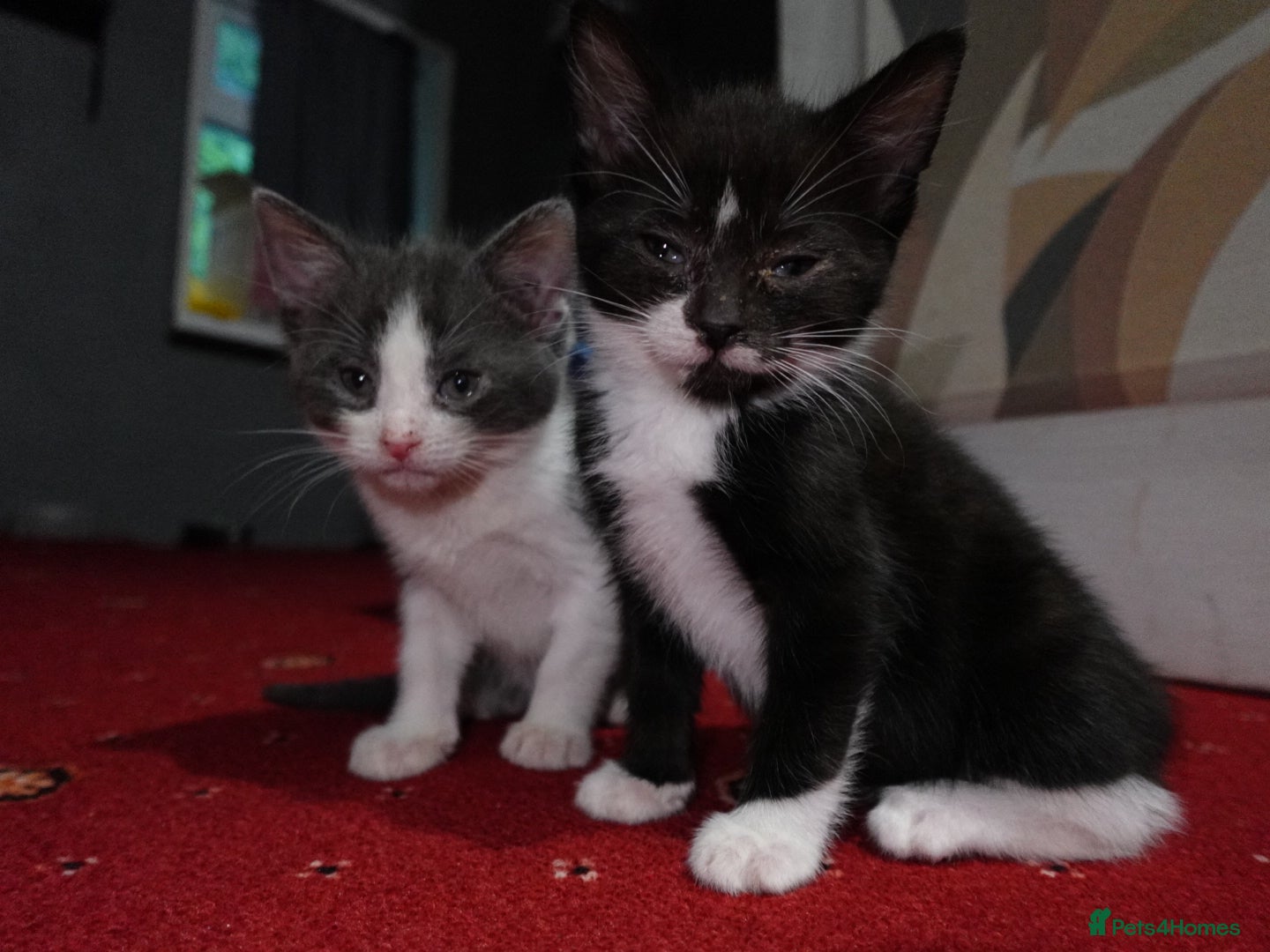 Domestic Shorthair cats Sweet little kittens looking new homes - Advert 1