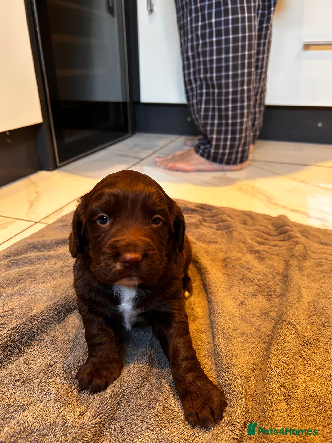 Cocker Spaniel dogs for sale: Two beautiful chocolate cocker spaniels for sale - Advert 3