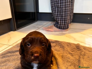 Cocker Spaniel dogs Two beautiful chocolate cocker spaniels for sale - Advert 3