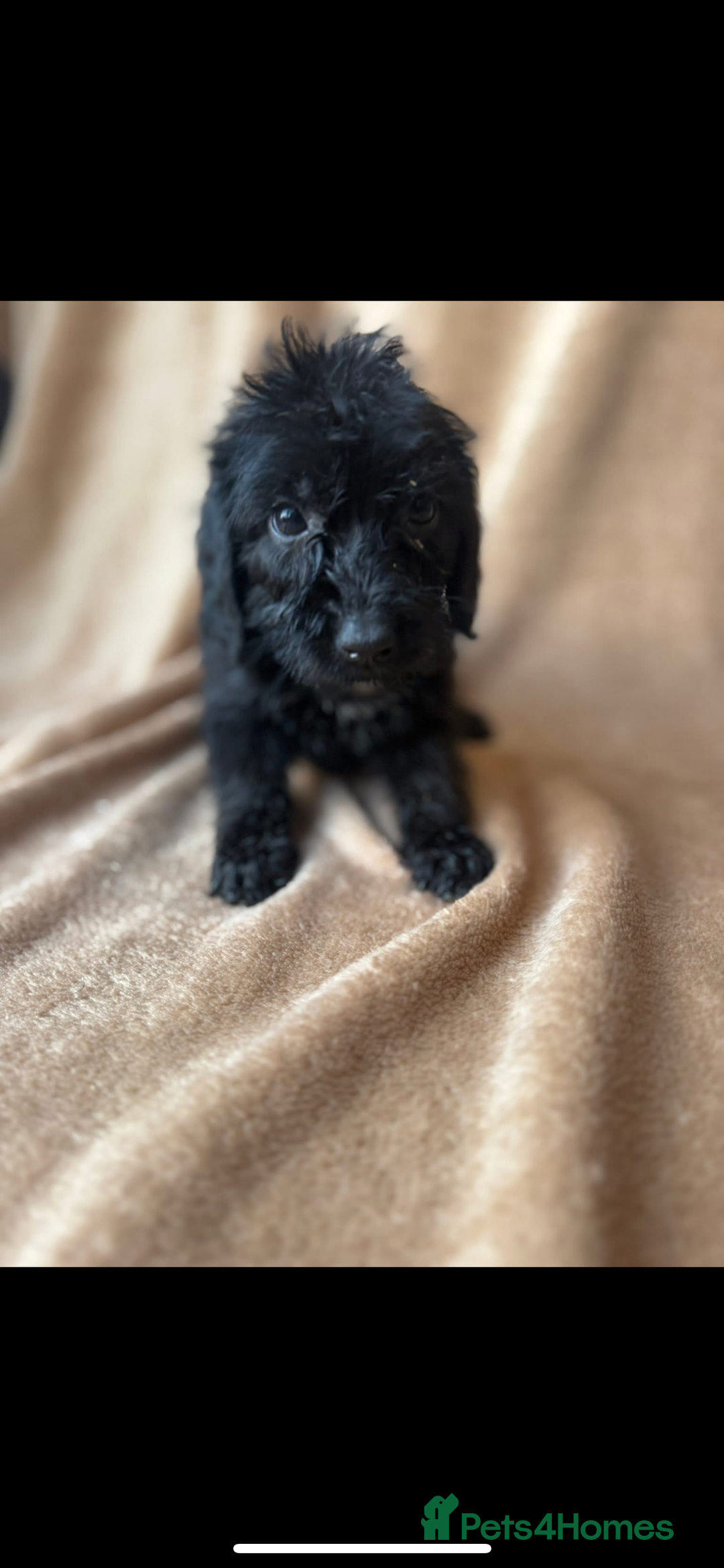 Cockapoo dogs for sale: F1 cockapoos  - Image 9