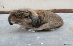 Mini Lop rabbits for sale: Mini lops from show lines - Image 2
