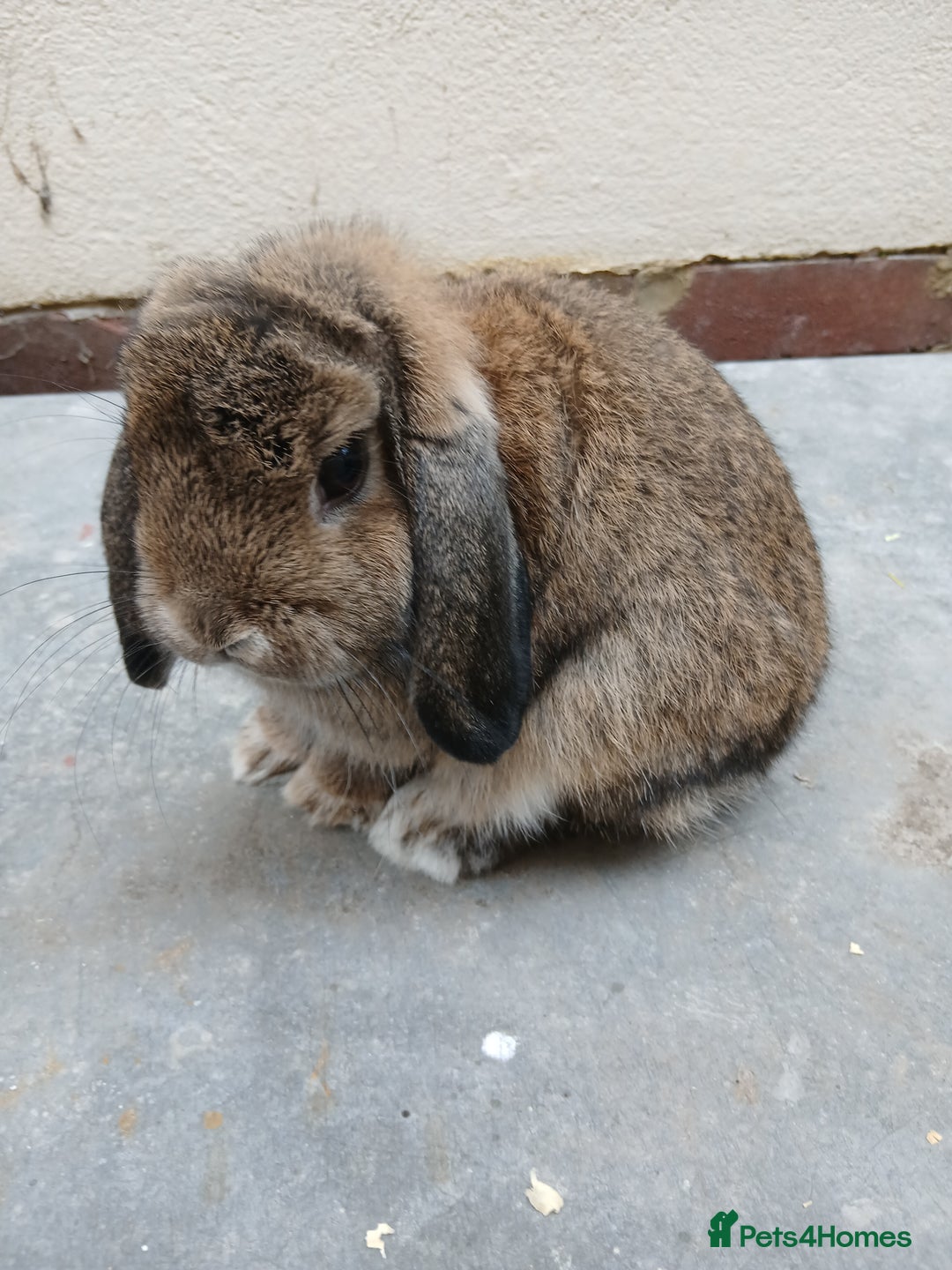 Mini Lop rabbits for sale: Mini lops from show lines - Image 2