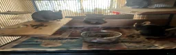 Chinchilla rodents for sale: 3 female chinchillas  in Derby - Advert 8