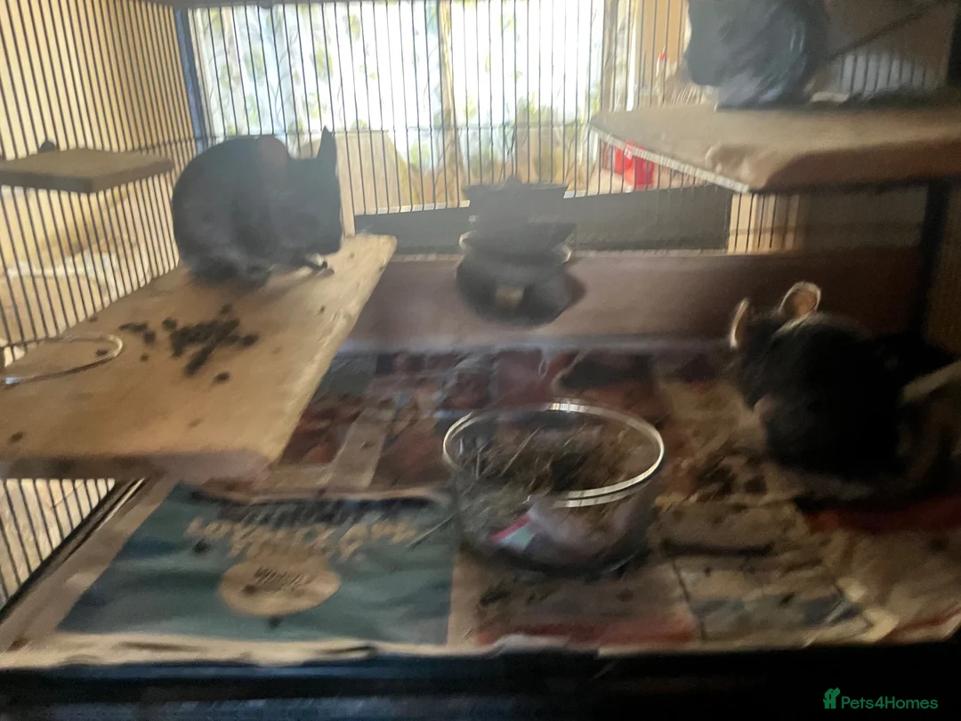 Chinchilla rodents for sale: 3 female chinchillas  in Derby - Advert 8