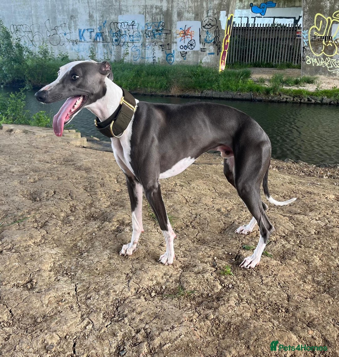 Whippet dogs for stud: Whippet For Stud in Eastbourne - Advert 14