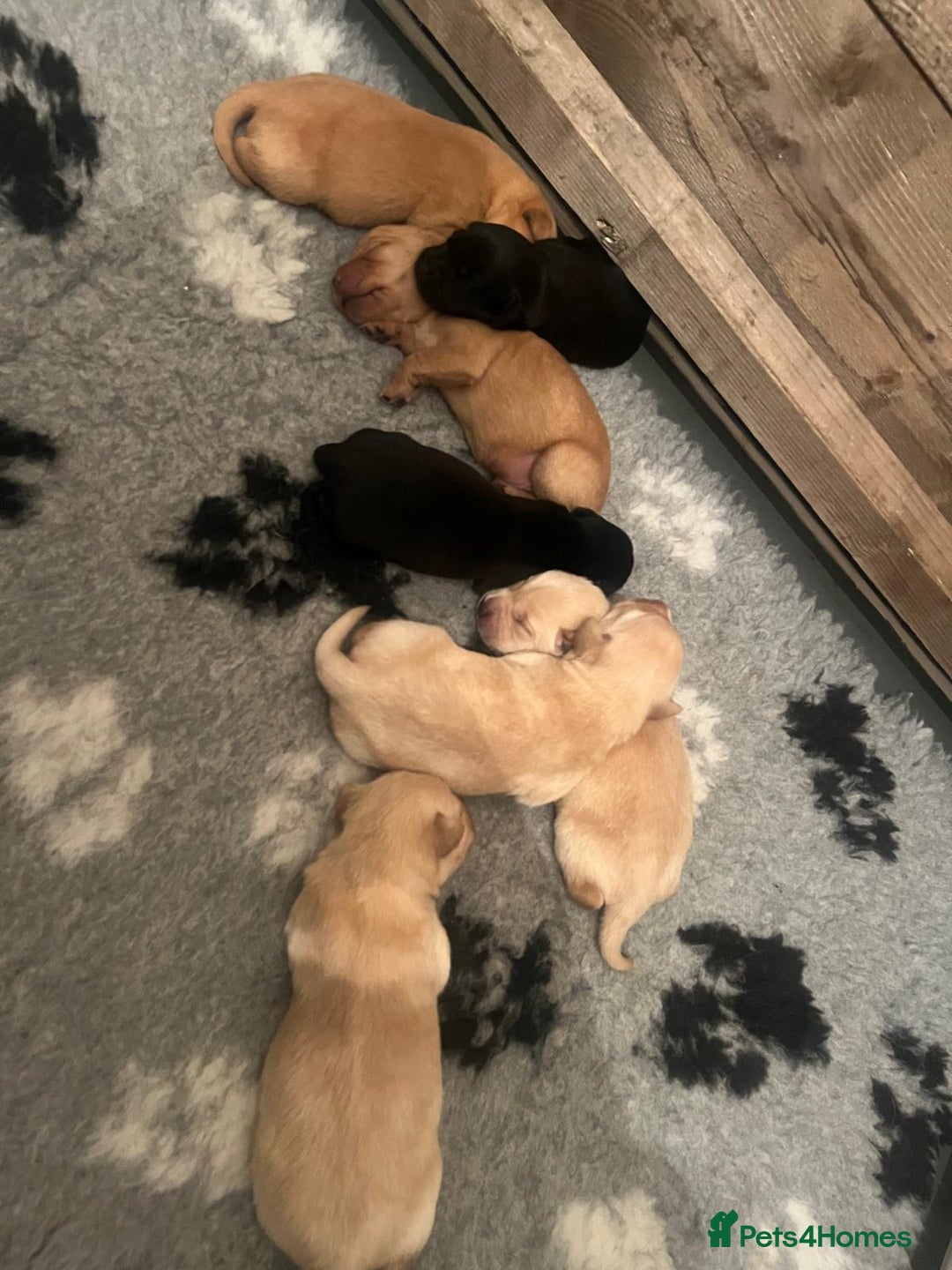 Labrador Retriever dogs for sale: Labrador Puppies - Advert 10