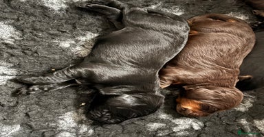 Cocker Spaniel dogs - Advert 2