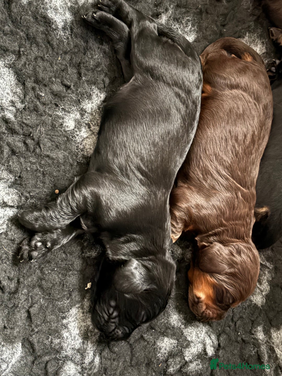 Cocker Spaniel dogs for sale: 3 Adorable kc reg cocker spaniel puppies  - Image 3