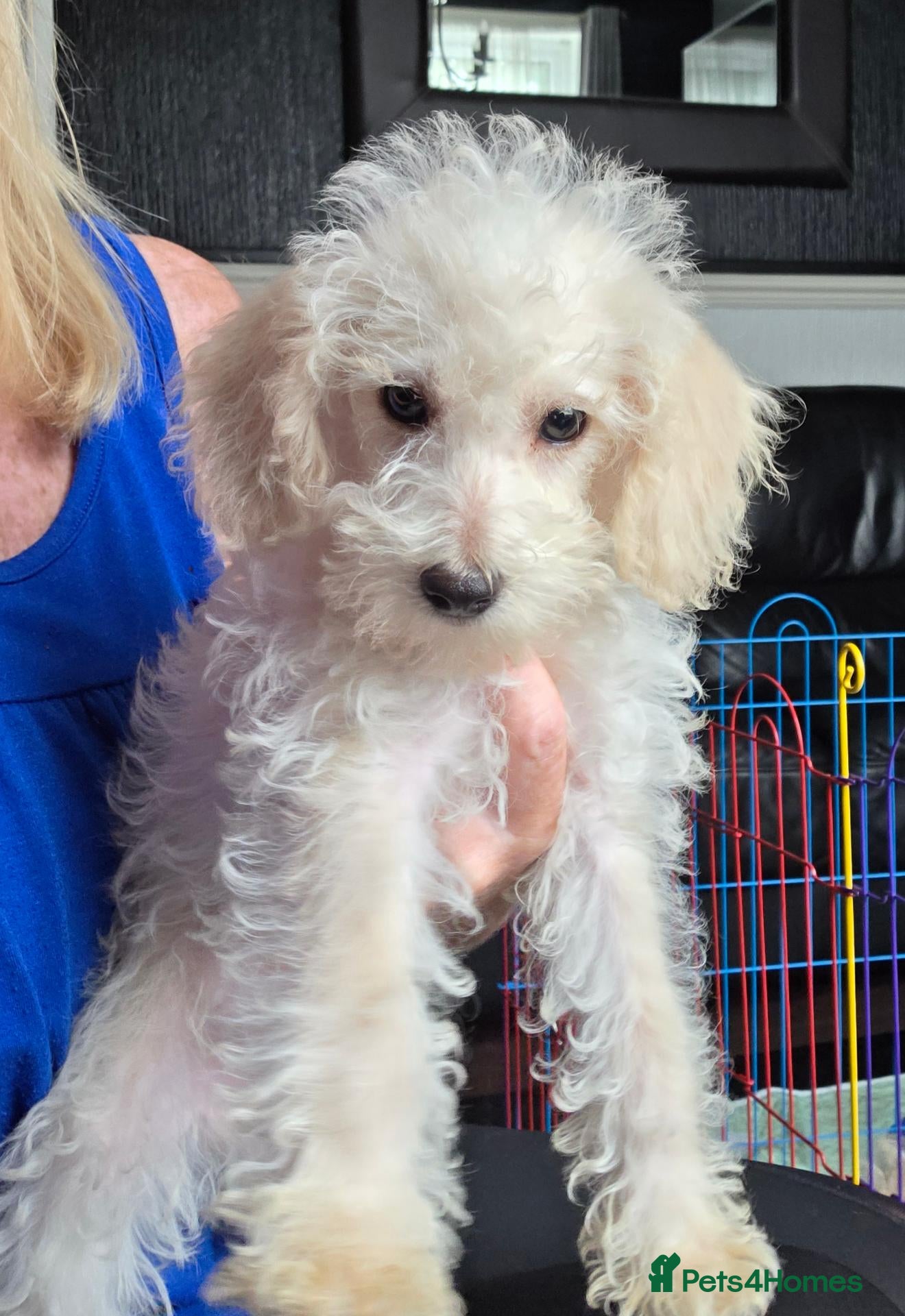 Jackapoo dogs Toy poodle 3/4 puppies  - Advert 6