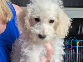 Jackapoo dogs Toy poodle 3/4 puppies - Advert 6