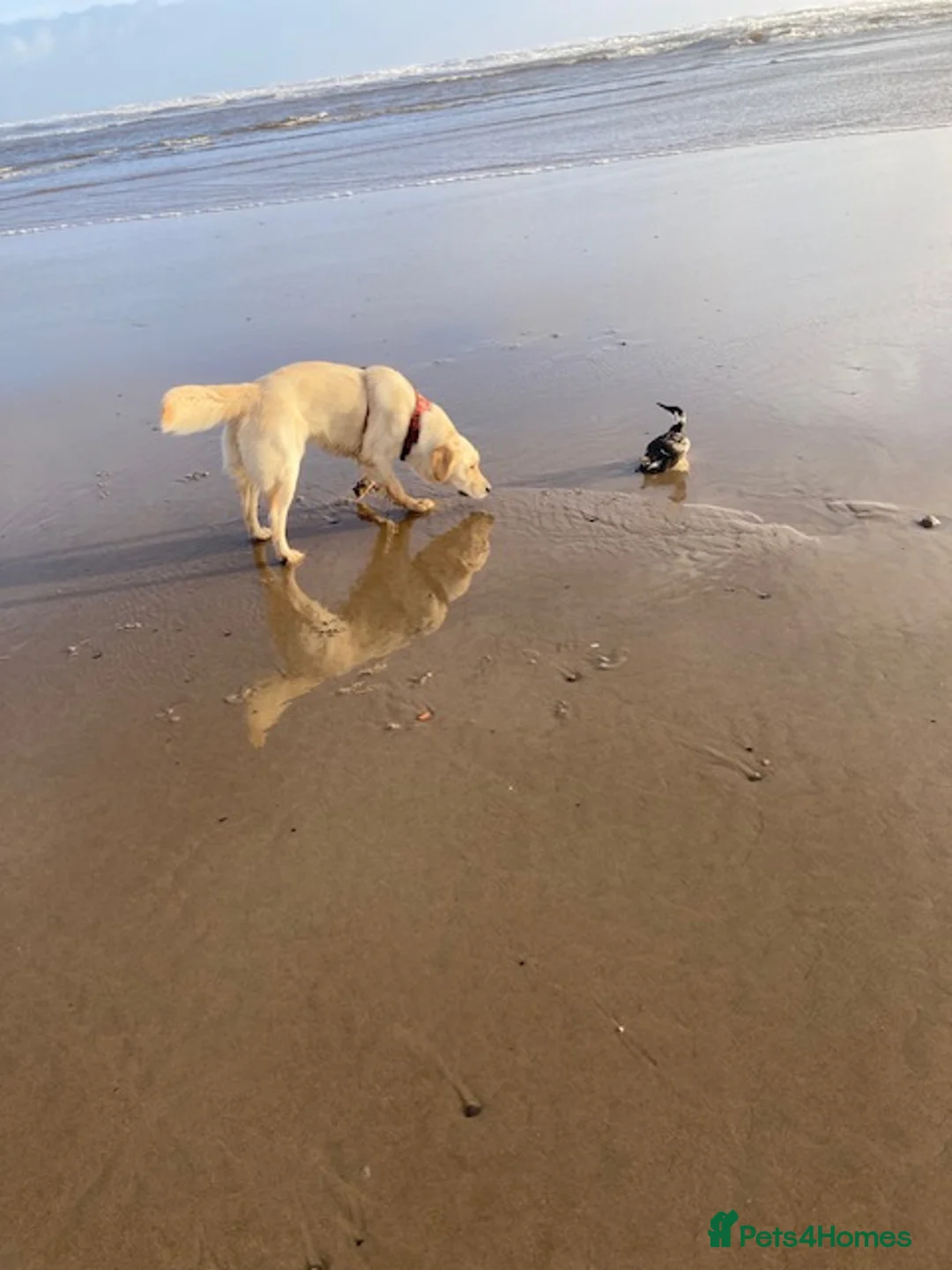 Golden Retriever dogs for sale: Millie - Advert 5