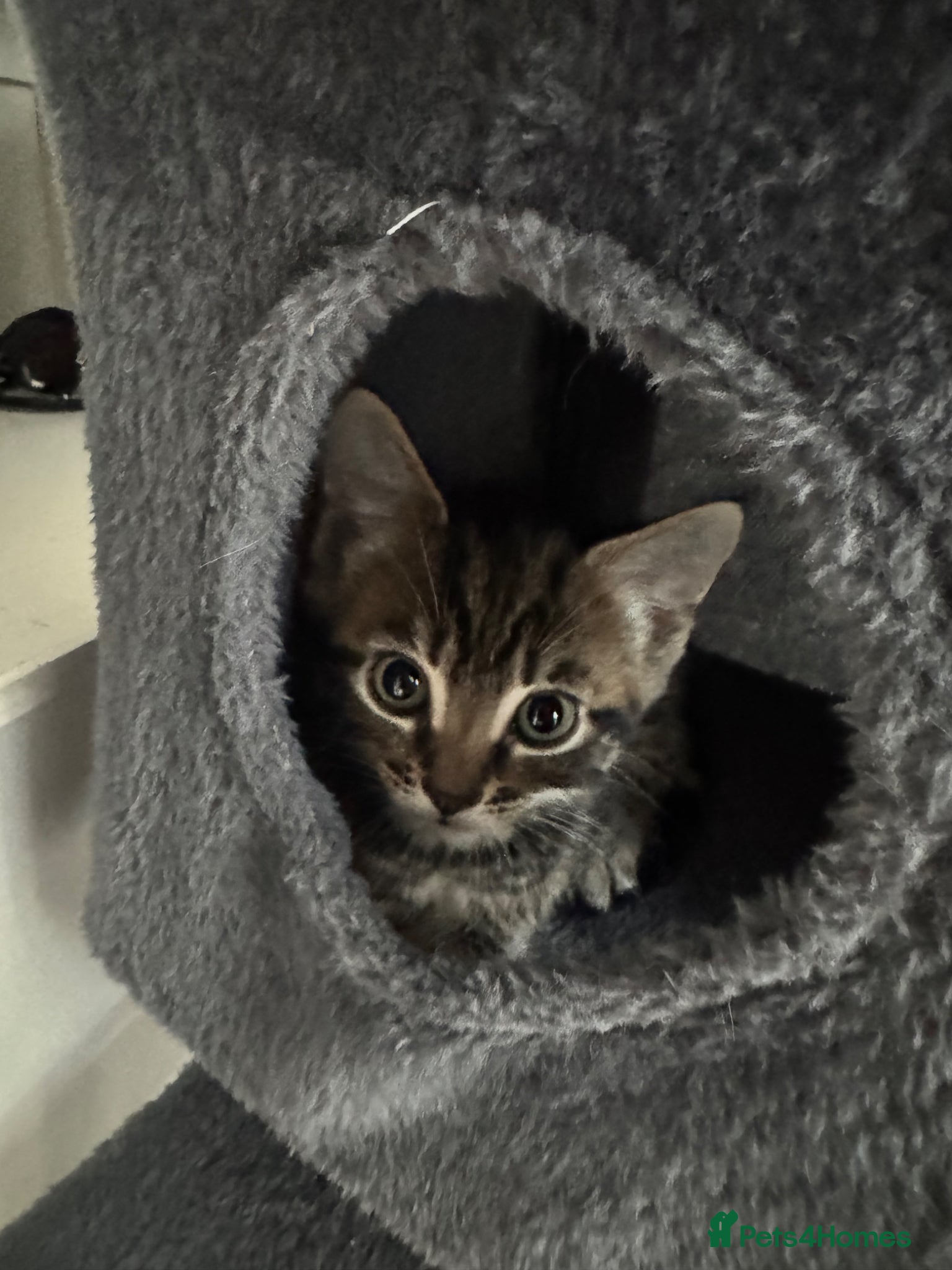 Mixed Breed cats Adorable Tabby kittens  - Advert 4