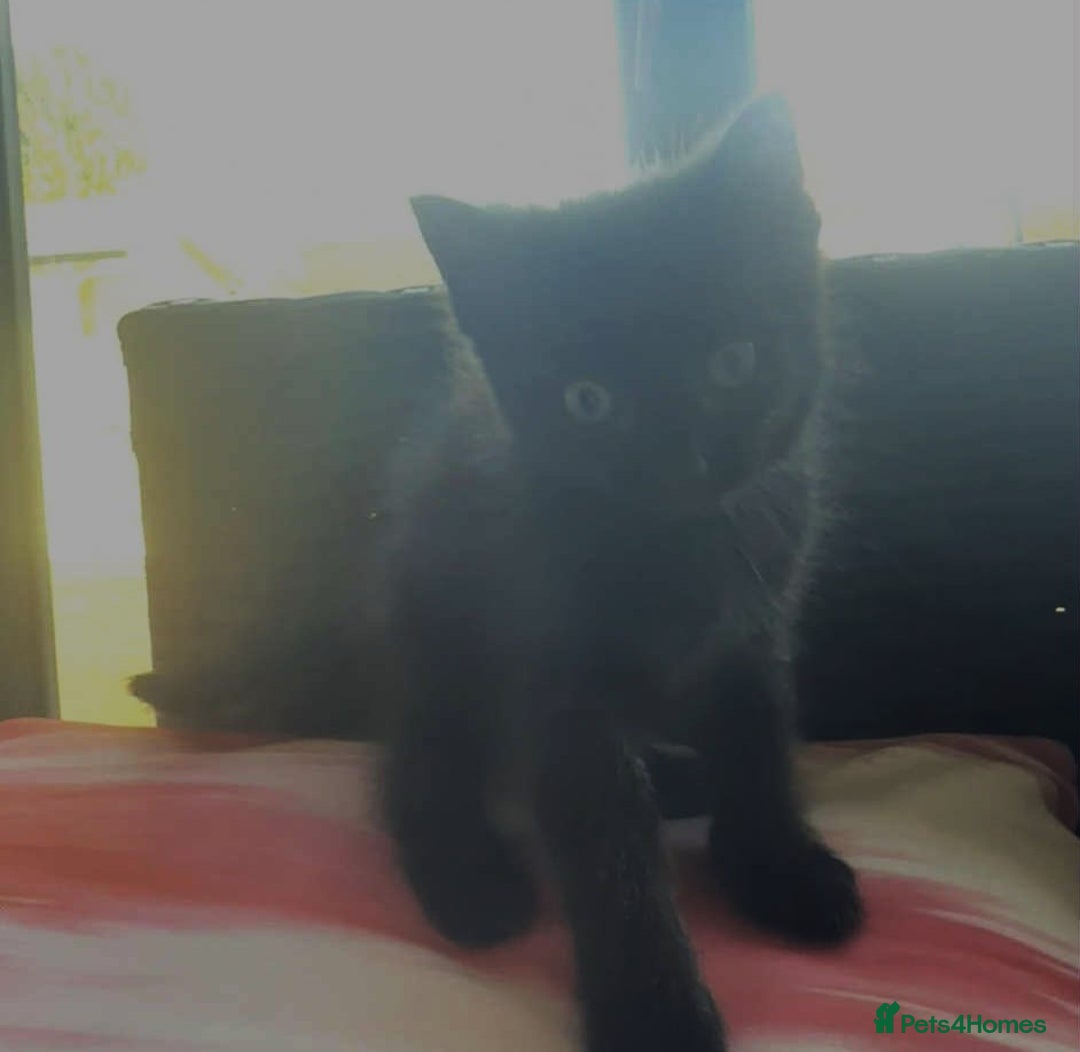 Mixed Breed cats for sale: Beautiful Litter of 4 kittens  - Image 8