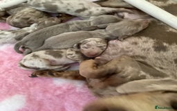Miniature Dachshund dogs for sale: Miniature Dachshunds - Image 3