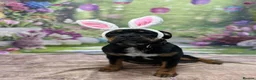 Mixed Breed dogs for sale: Bruce  in Sheffield - Advert 13