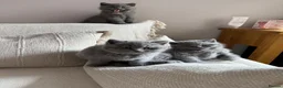 British Shorthair cats for sale: Pure Pedigree Blue BSH Kittens GCCF  - Advert 14