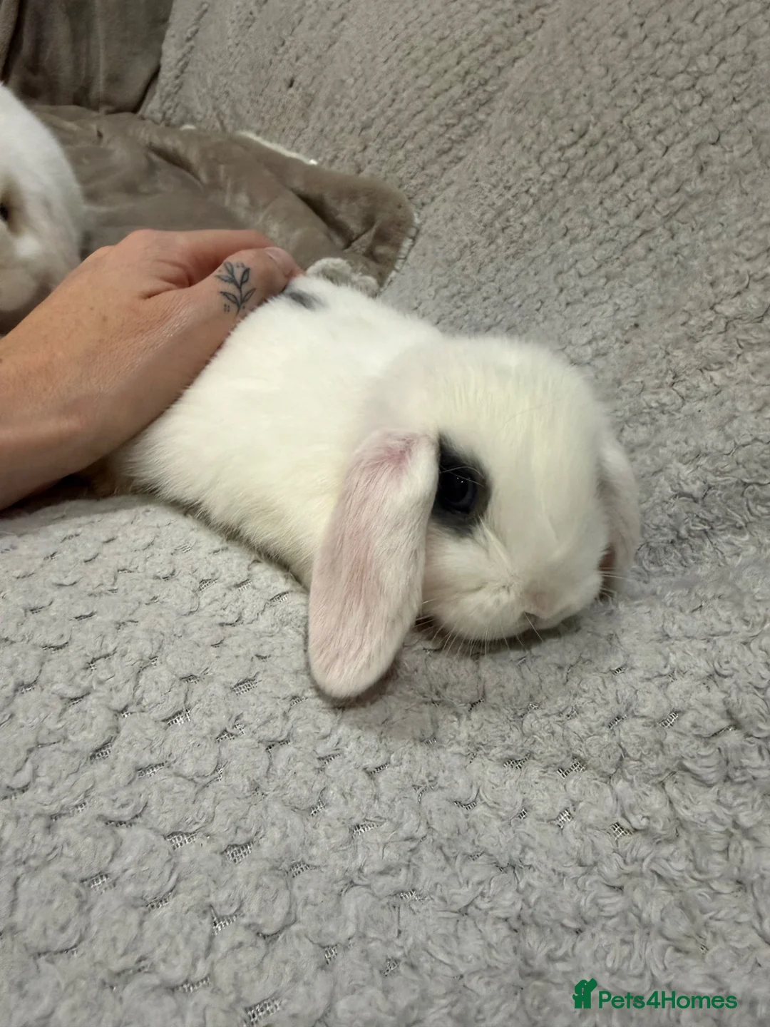 Mini Lop rabbits for sale: Lovely mini lop doe available  - Advert 2