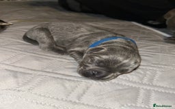 Cane Corso dogs for sale: Cane Corso Puppies  - Advert 25