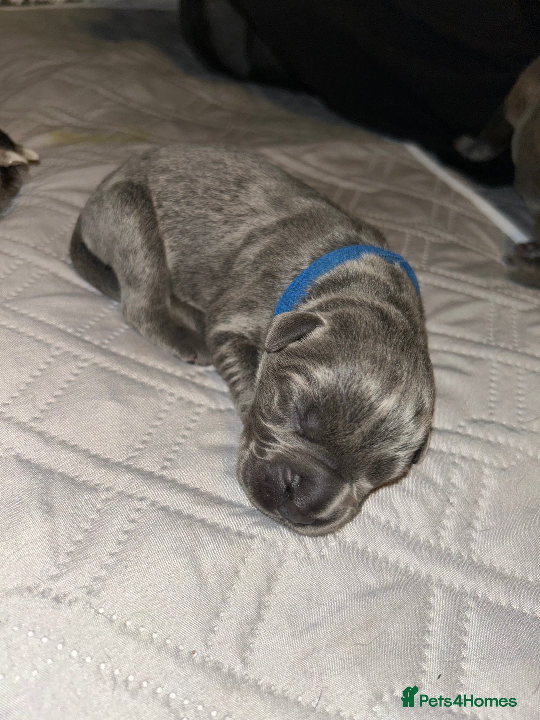 Cane Corso dogs for sale: Cane Corso Puppies  - Advert 25