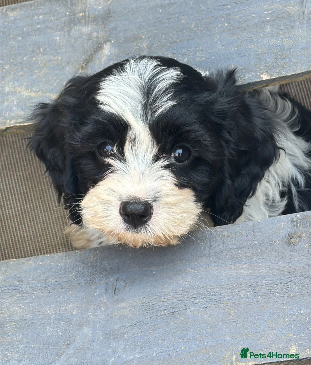 Cavapoo dogs for sale: Beautifull health tested cavapoos  - Advert 1