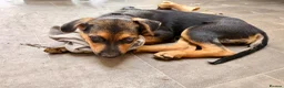 Mixed Breed dogs for sale:  Stunning Rottweiler × German Shepherd Puppies - Advert 13