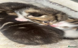 European cats for sale: Kittens - Image 4