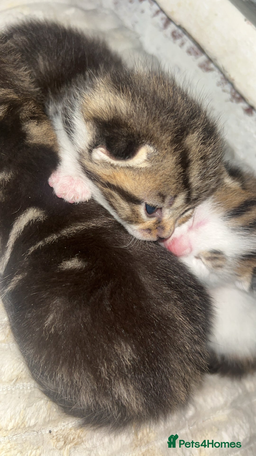European cats for sale: Kittens - Image 4
