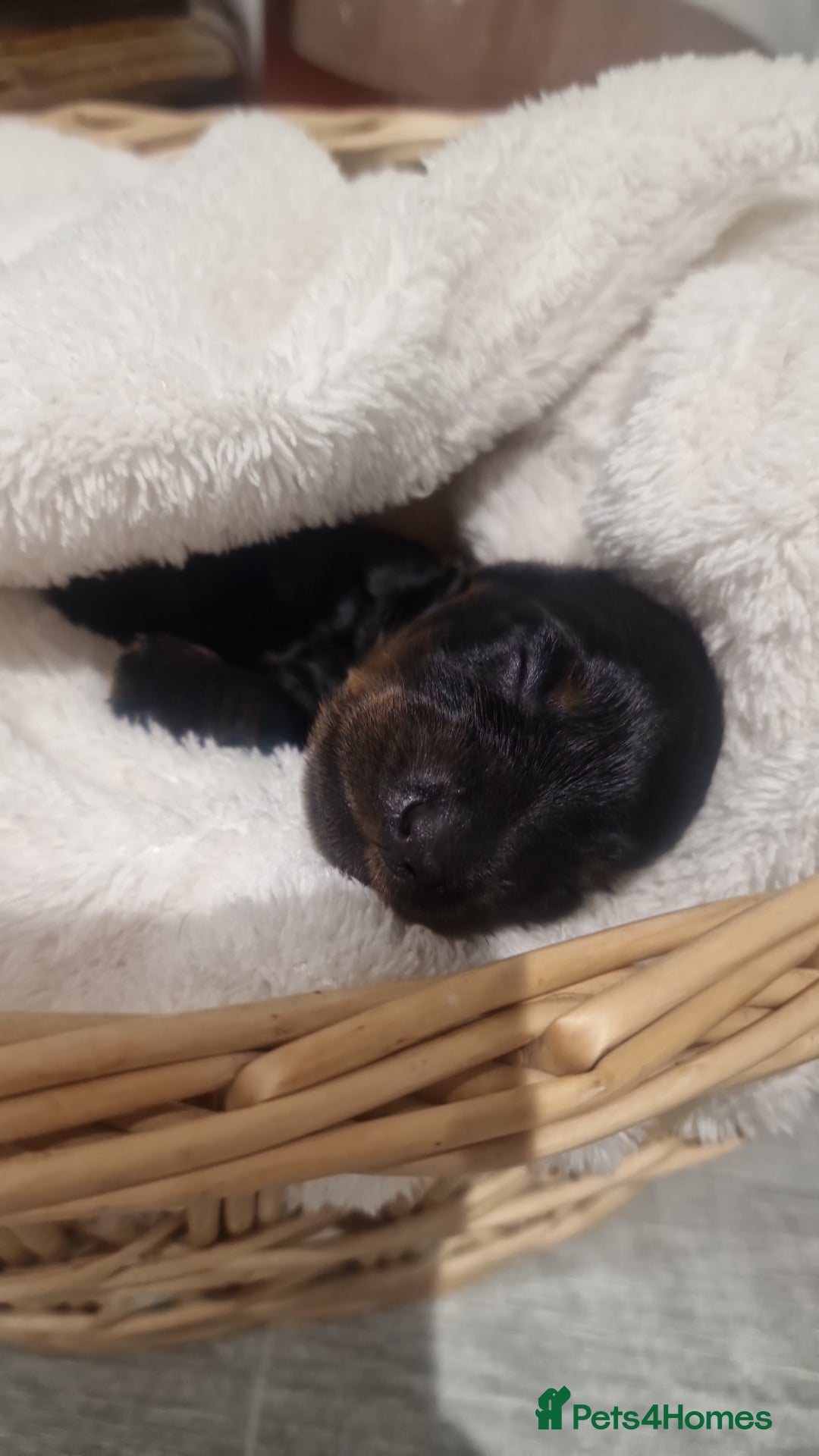 Miniature Dachshund dogs for sale: Beautiful black & tan miniature Dachshund puppies - Image 26