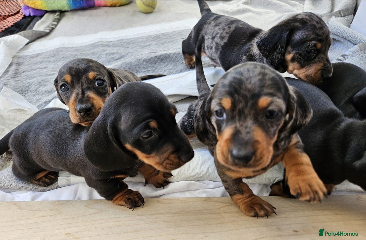 Miniature Dachshund dogs Active purebred dapple dachshund shorthair.  - Advert 16