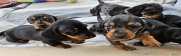 Miniature Dachshund dogs for sale: Active purebred dapple dachshund shorthair.  - Advert 1