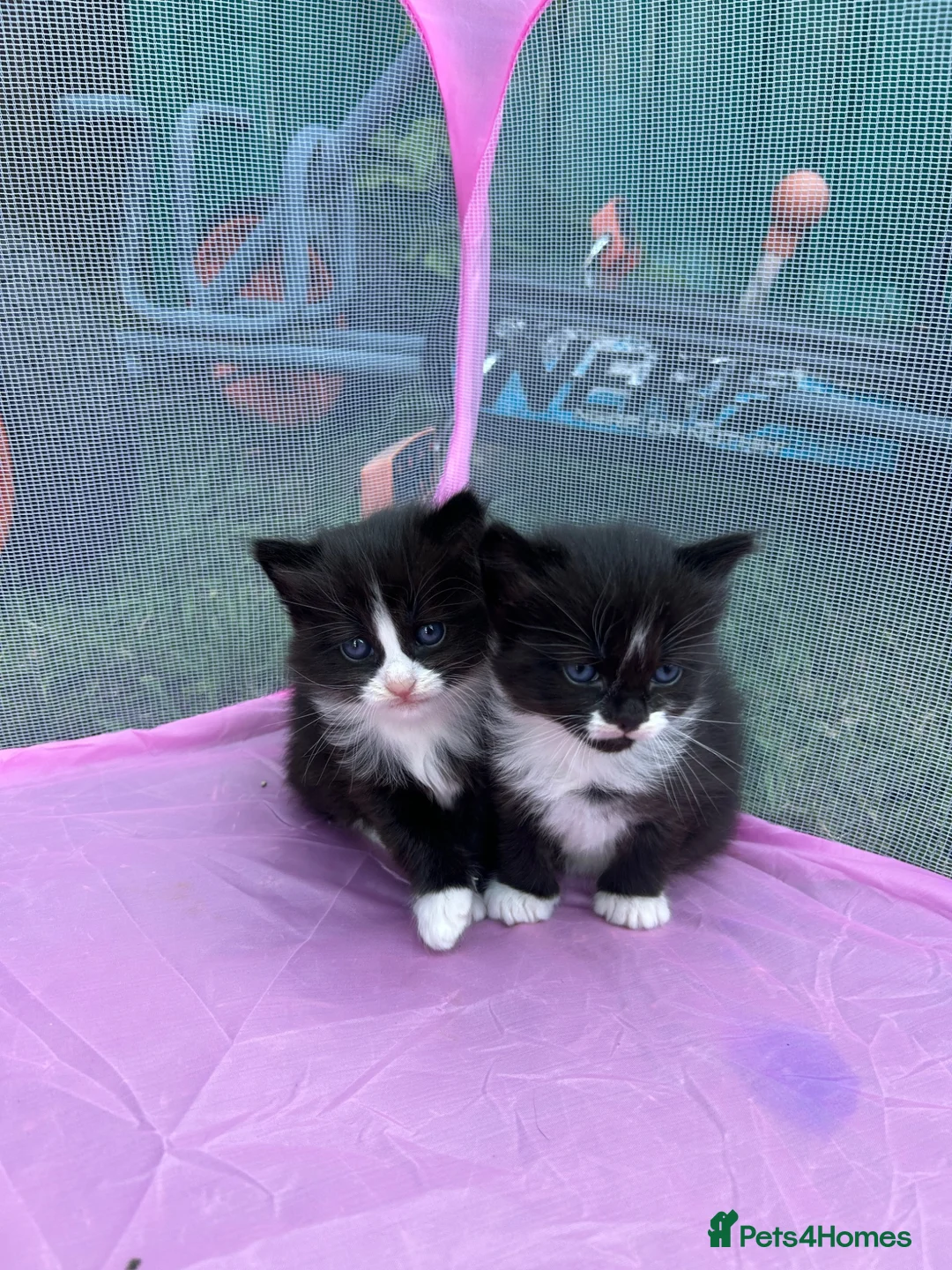 Mixed Breed cats for sale: 4 Playful Kittens Looking for a Loving Home🐾 - Advert 2