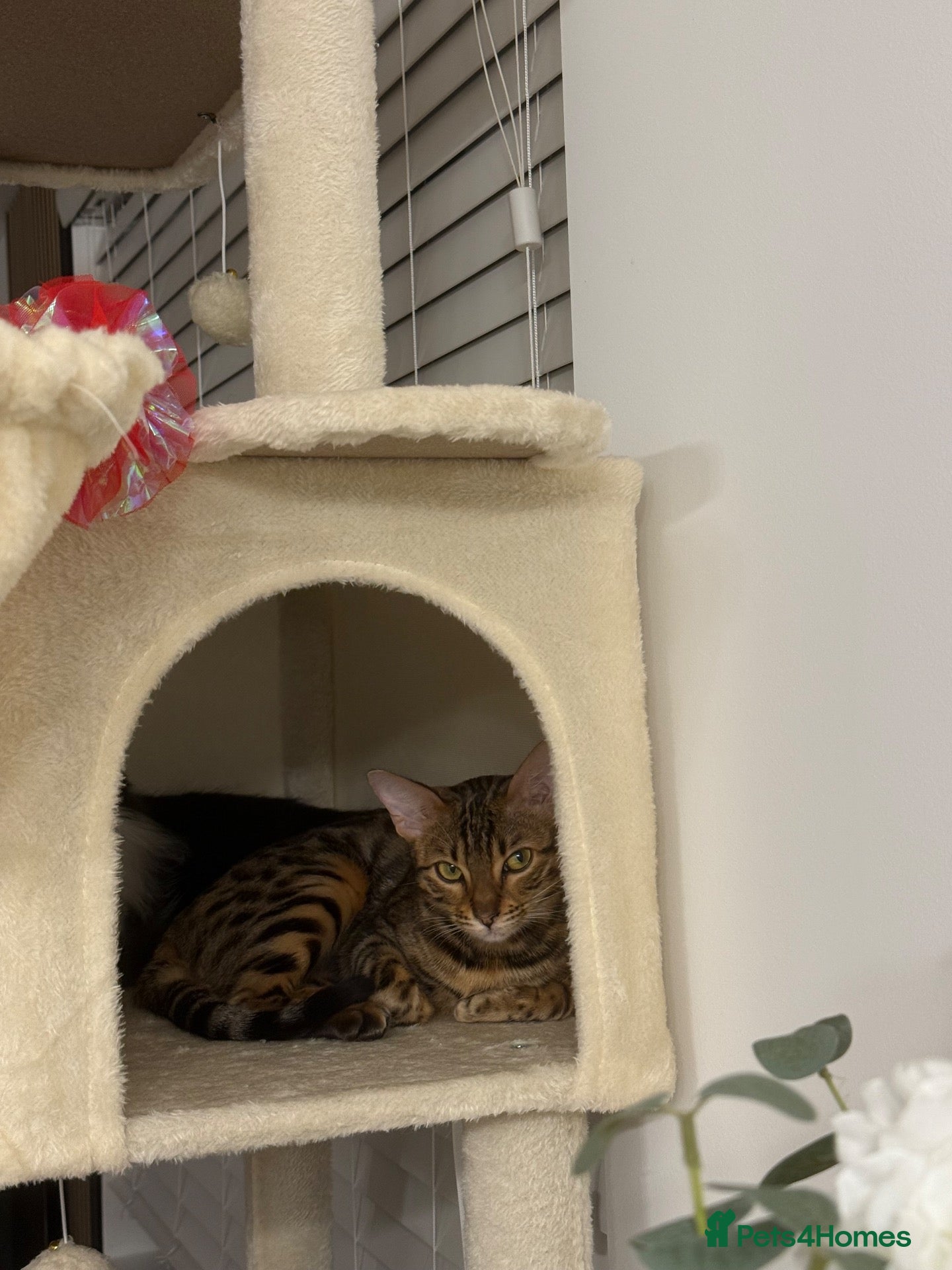 Bengal cats Naami - Advert 1