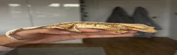 Gecko reptiles for sale: 2y/o Female Crested Gecko & Bioactive Vivarium - Advert 1