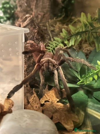 Tarantulas invertebrates - Advert 16